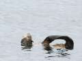 Northern Fur Seal